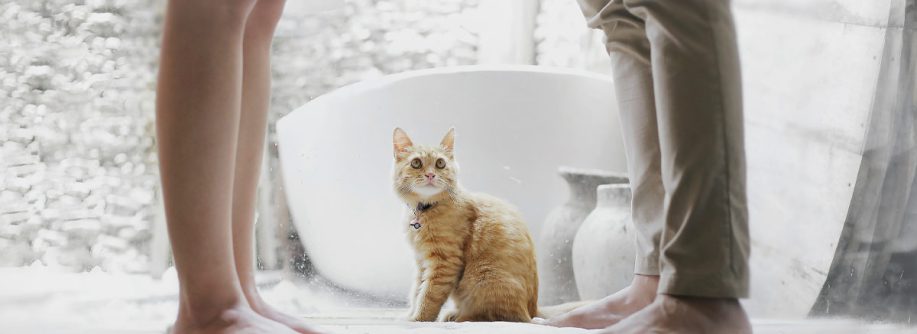 Eine orangefarbene Katze sitzt zwischen den Füßen eines Paares, das sich schweigend gegenübersteht – Symbolbild für eine Trennung in den eigenen vier Wänden | Scheidungsimmobilie